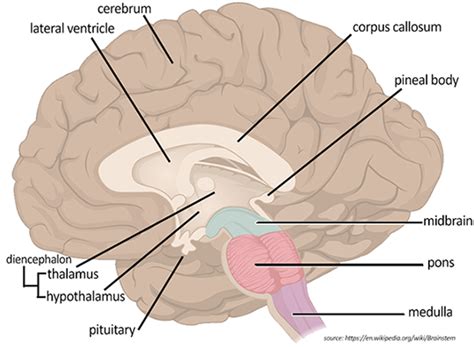 Thalamus And Hypothalamus Diagram