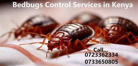 Jopestkil Kenya Top Best Expert Bedbugs Control Services