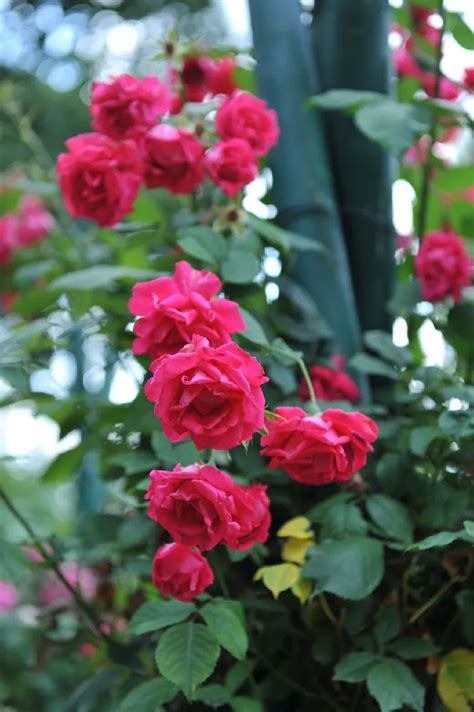 Rose Bushes For Sale Buying And Growing Guide