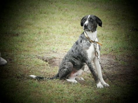 The Catahoula Hog Dog What Is A Cur Dog”