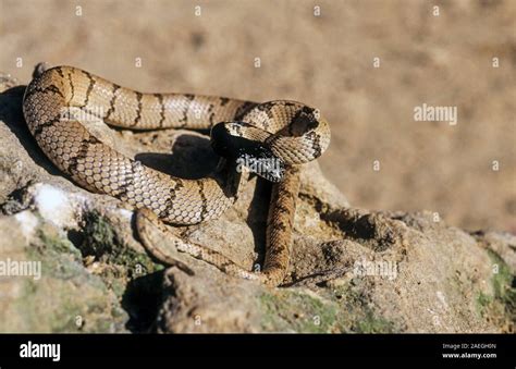 Sinai katzenschlange Fotos und Bildmaterial in hoher Auflösung Alamy