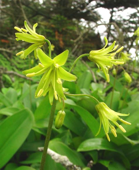 Clintonia Borealis Yellow Blue Bead Lily Go Botany