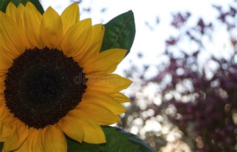 Sunflower close up stock photo. Image of colorful, beautiful - 145439780