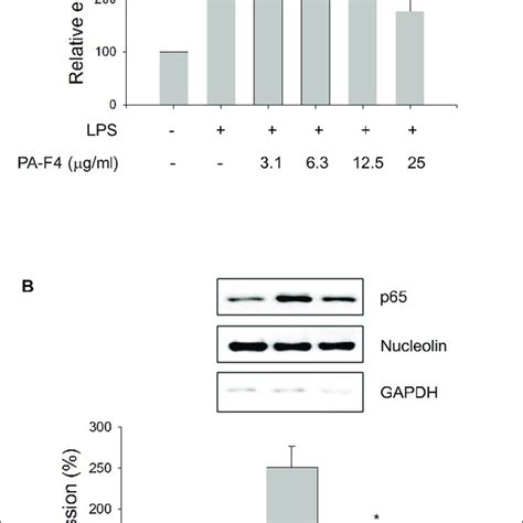 Effect of PA F4 on LPS induced IκBα phosphorylation and p65 NF κB