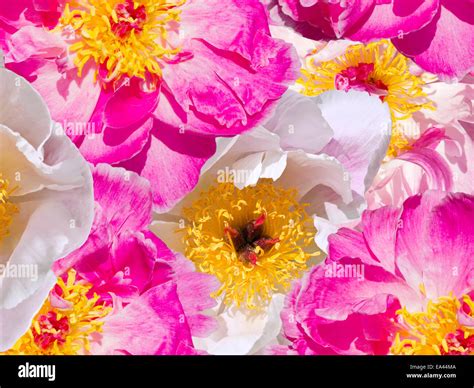 Paeonia Officinalis Rosa Hi Res Stock Photography And Images Alamy