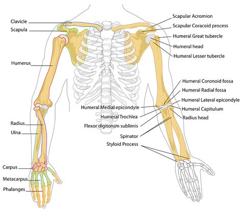 Diagram Human Bones · Free Vector Graphic On Pixabay