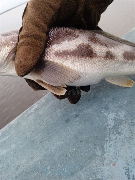 Um Peixe Gr Vida Foto De Stock Imagem De Alimento