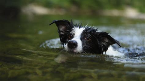 The Truth About The Blue-Green Algae That's Killing Dogs