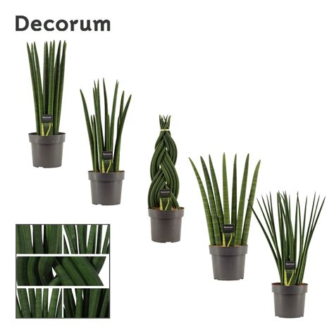 Sansevieria Cylindrica Mix Plant Wholesale Floraccess