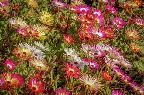 Best Drought Tolerant Ground Covers