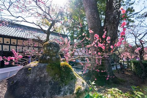 Premium Photo Kitano Tenmangu Shrine Plum Blossom Festival In Spring