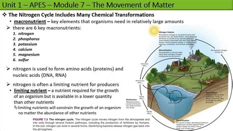 Apes Unit Module Part Nitrogen Phosphorus And Sulfur Cycles