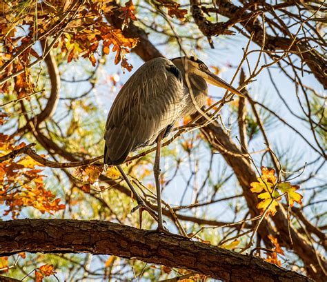 Garza Sucursales Sentado Foto Gratis En Pixabay Pixabay