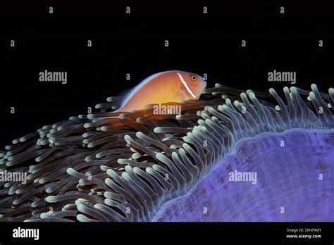 Mare e Oceano Stock Photo - Alamy