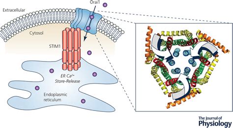 Molecular Basis Of Allosteric Orai Channel Activation By Stim Yeung