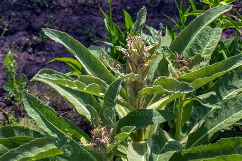 Verbascum Thapsus The Great Mullein Or Greater Mullein The Plant Is