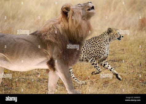 Cheetah Vs Lion Fight