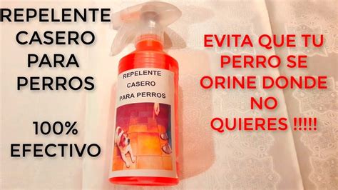 Como Evitar Que Tu Perro Se Orine Como Hacer Repelente Para Perros