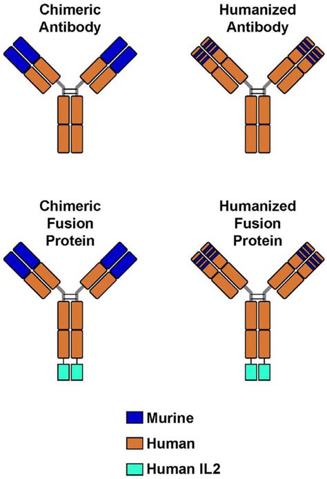 Humanized Monoclonal Antibody