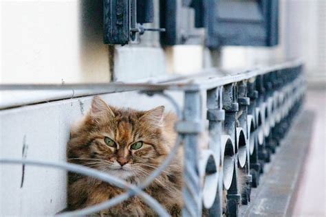 50,000+ Free Grumpy Cat & Grumpy Images - Pixabay