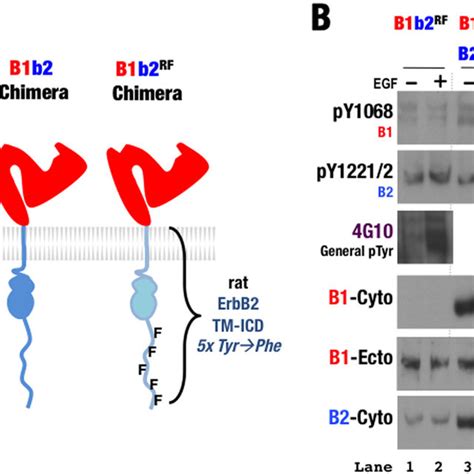 Phe Variant C Terminal Tail ErbB2 Does Not Disrupt Chimeric Heterodimer