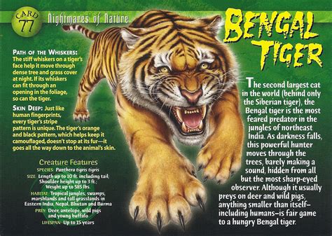 Image - Bengal Tiger front.jpg | Wierd N'wild Creatures Wiki | FANDOM ...