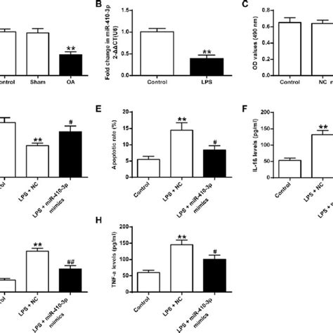 Differential Expression Of Mir P In Oa Mice And The Effect Of