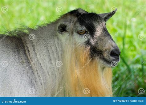 Closeup Of Bearded Billy Goat Stock Photo Image Of Animals Bearded