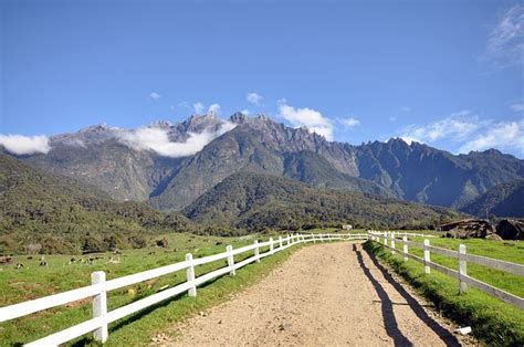 Desa Cattle Dairy Farm Kundasang Sabah Malaysia John Lawrence