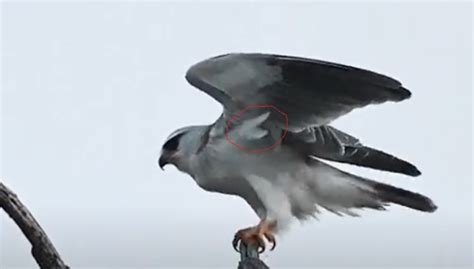 Polyfolliculosis In Black Winged Kite Elanus Caeruleus Bird Ecology