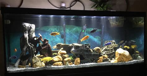 African Cichlid 75 Gallon Fts Raquariums