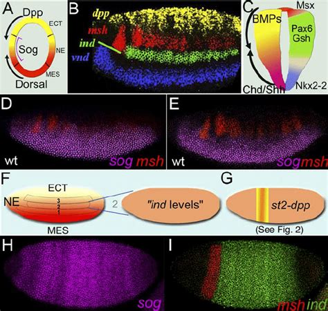 A Conserved Pattern of Gene Expression in the Neuroectoderm (A) Diagram ... 