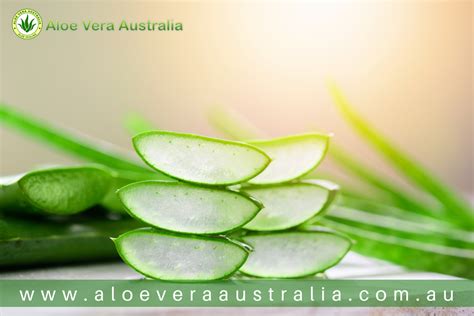 5 Unexpected Benefits Of Aloe Vera You Didnt Know About Aloe Vera