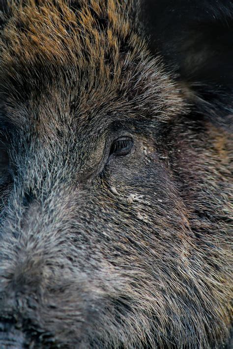 B Ren W Lfe Und Wildschweine Was Tun Bei Begegnungen Mit Wilden