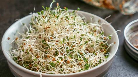 Alfalfa Sprouts अल्फाल्फा स्प्राउट्स खाने से सेहत को मिलते हैं ये 5