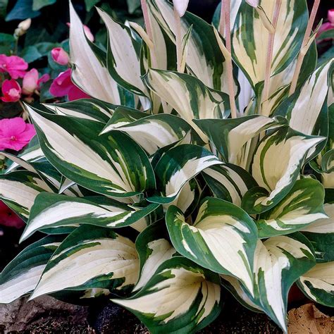 **[Translated] Embrace the Fire and Ice: A Journey into the Extraordinary World of the Fire and Ice Hosta**
