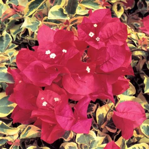 **Bougainvillea Raspberry Ice: A Symbol of Resilience and Beauty**