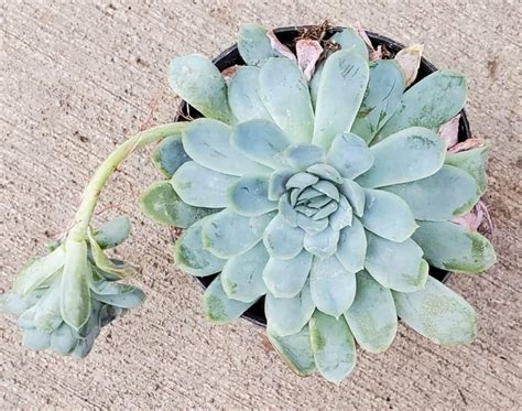 **Echeveria Arctic Ice: A Guide to its Enchanting Beauty**