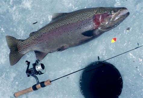 **Embrace the Chilly Thrill: An Anglers Emotional Journey into Ice Fishing for Trout**