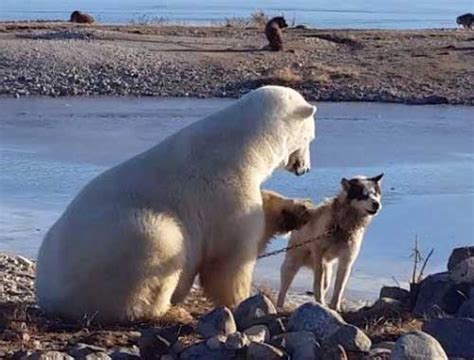 **Eskimanın Buzlu Ayılarına Dehşet Salan Kutup Köpeği Geleneği**