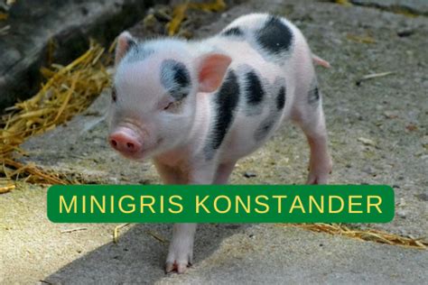 **Köp en minigris: En komplett guide till att bli en grisägare**