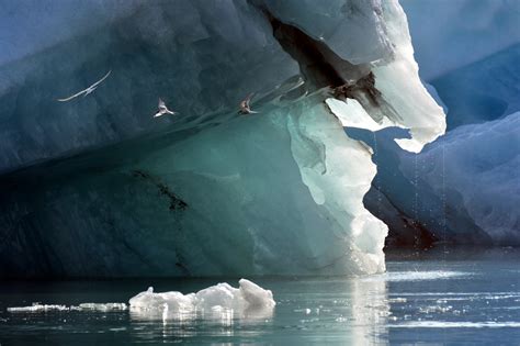 **Laut Es Membeku: Sebuah Pesan Inspirasional dari Gletser Arktik di Dekat Kita**