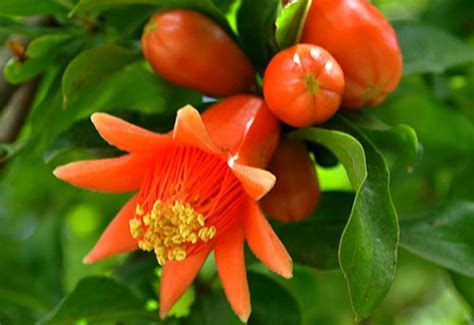 **Magnolianın Mucizevi Çiçekleri: Japonyanın Ulusal Hazinesi**