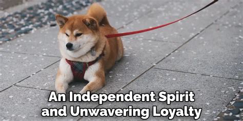 [The Hokkaido Inu: A Breed of Unwavering Loyalty and Enduring Spirit]