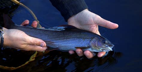 Älvdalens Fisk och Jag: Kärlekens Saga