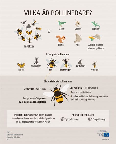 Ängsfröblandningen - En oas för bin, fjärilar och andra pollinerare