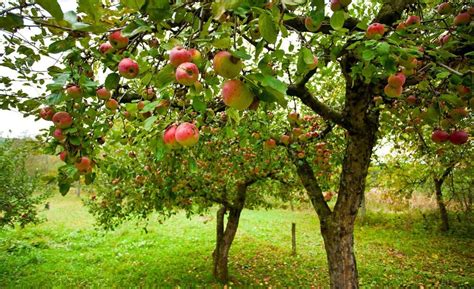 Äppeltavlan: En komplett guide till att odla äppelträd