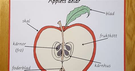 Äpplets Delar: En Guide till Äpplets Anatomi