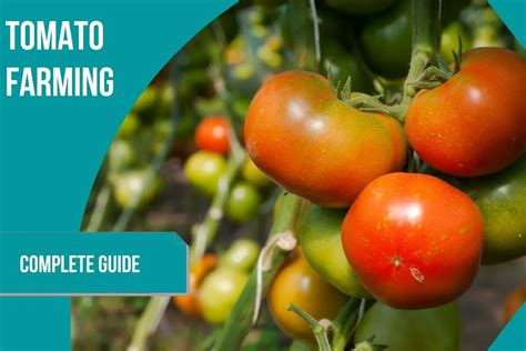Ölandstok Röd: A Guide to Sustainable Tomato Cultivation