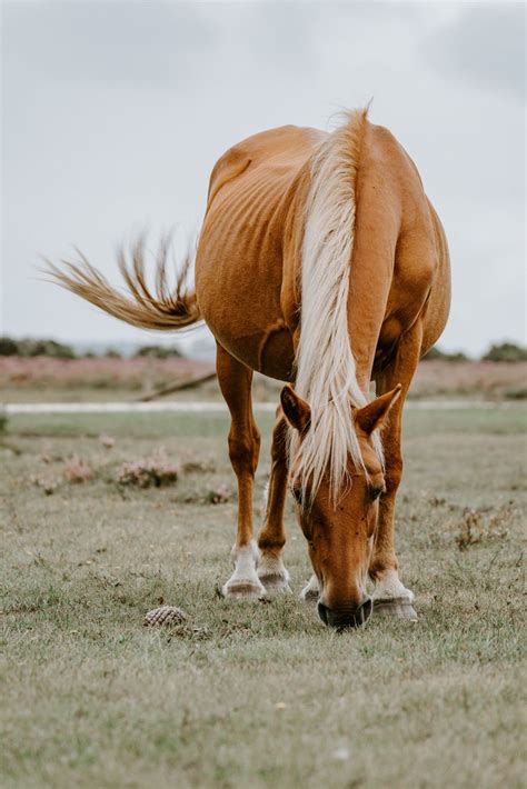 Örter för hästar: En naturlig väg till hälsa och välbefinnande